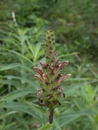 Image of bracted lousewort