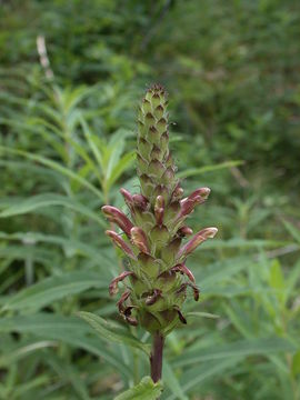 Imagem de Pedicularis bracteosa Benth.