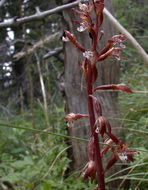 Image of Spotted coralroot