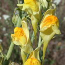 Image of <i>Linaria genistifolia</i> ssp. <i>dalmatica</i>