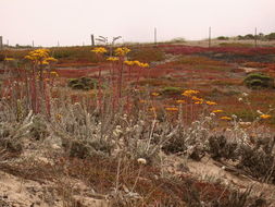 Imagem de Dudleya caespitosa (Haw.) Britton & Rose