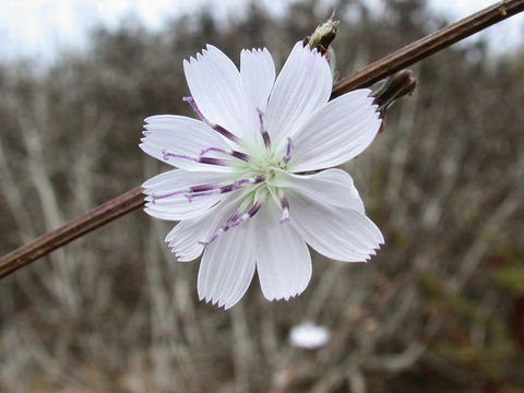 Image of Parry's wirelettuce