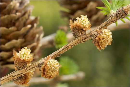 Plancia ëd Larix decidua Mill.