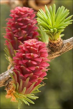 Image of European Larch