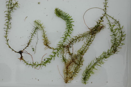 Image of western waterweed