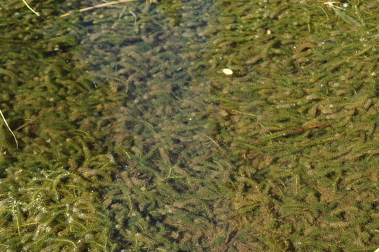 Image of western waterweed