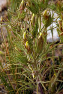 Image of bushy bird's beak