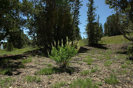 Lupinus albicaulis Douglas resmi