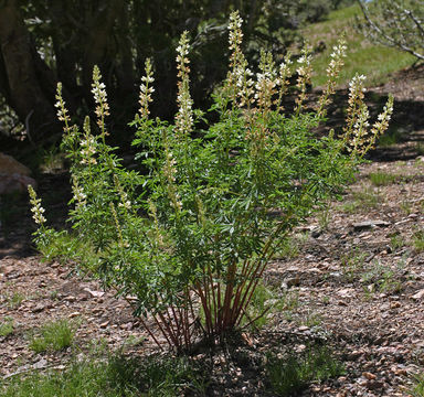 Image of sicklekeel lupine