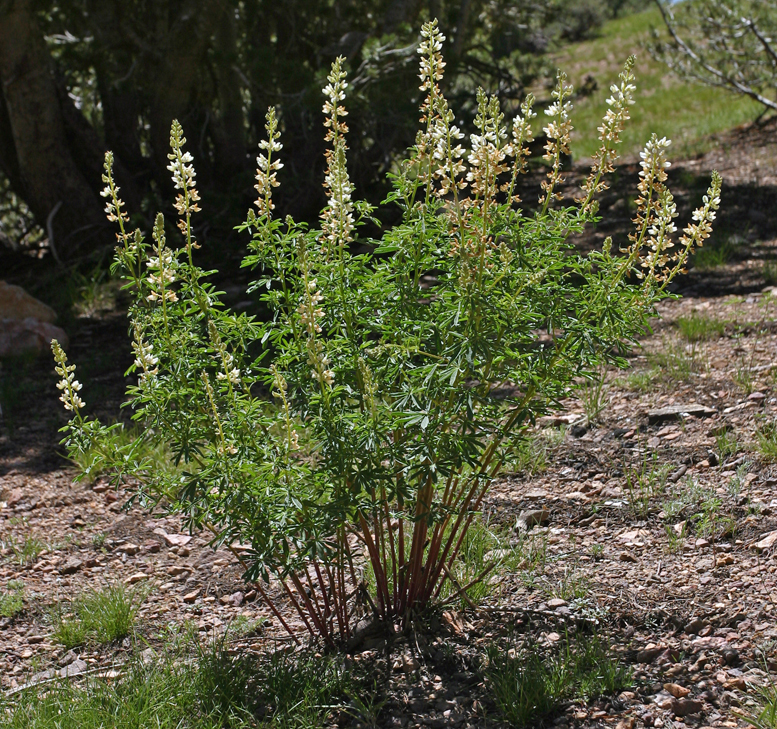 Lupinus albicaulis Douglas resmi