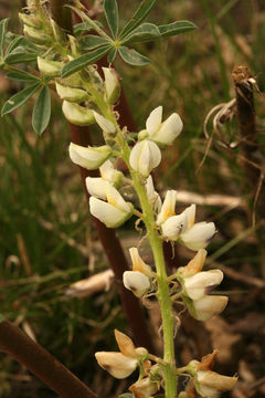 Lupinus albicaulis Douglas resmi