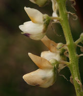 Image of sicklekeel lupine