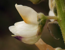 Image of sicklekeel lupine