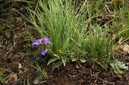 Image of pincushion beardtongue