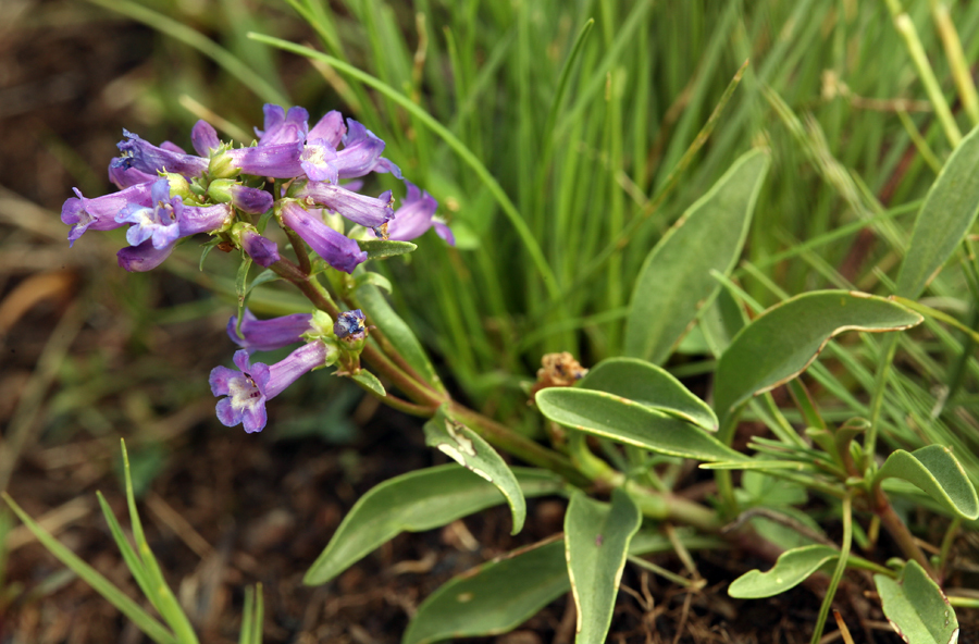 Image of pincushion beardtongue