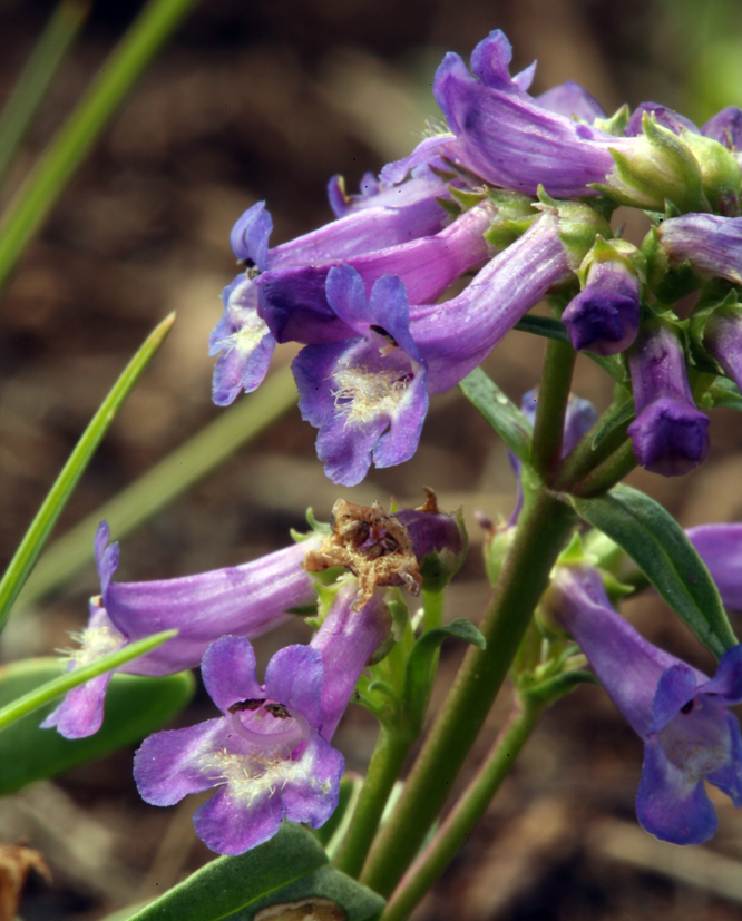 Image of pincushion beardtongue