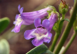 Image of pincushion beardtongue