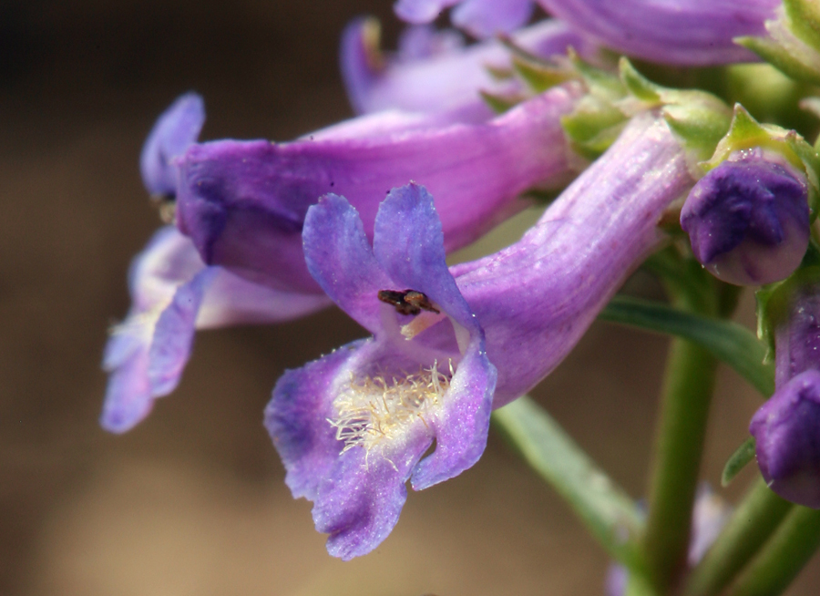 Image of pincushion beardtongue