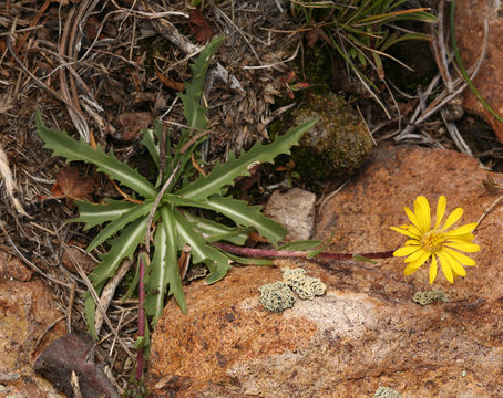 Image de Pyrrocoma apargioides (A. Gray) Greene