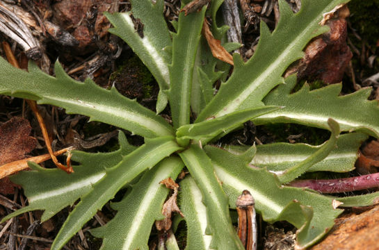 Image de Pyrrocoma apargioides (A. Gray) Greene