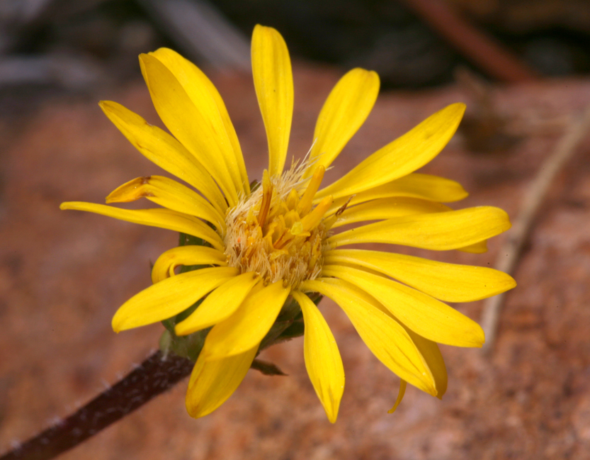 Imagem de Pyrrocoma apargioides (A. Gray) Greene