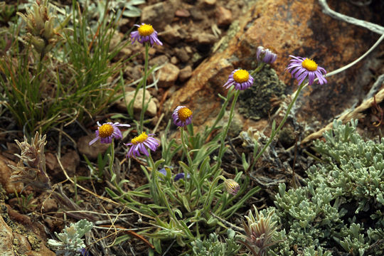 Image of stalked fleabane