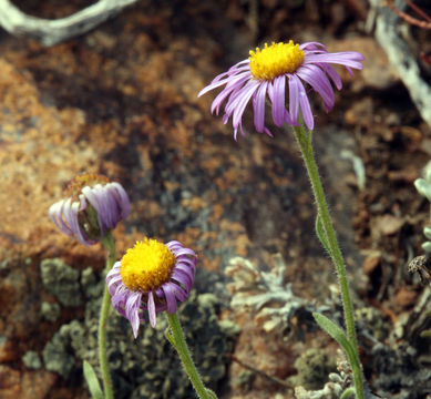 Image of stalked fleabane