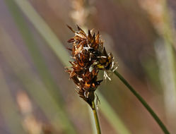 Image of abruptbeak sedge