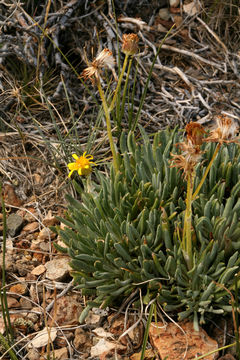 Image of hoary groundsel