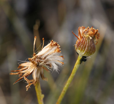 Image of hoary groundsel