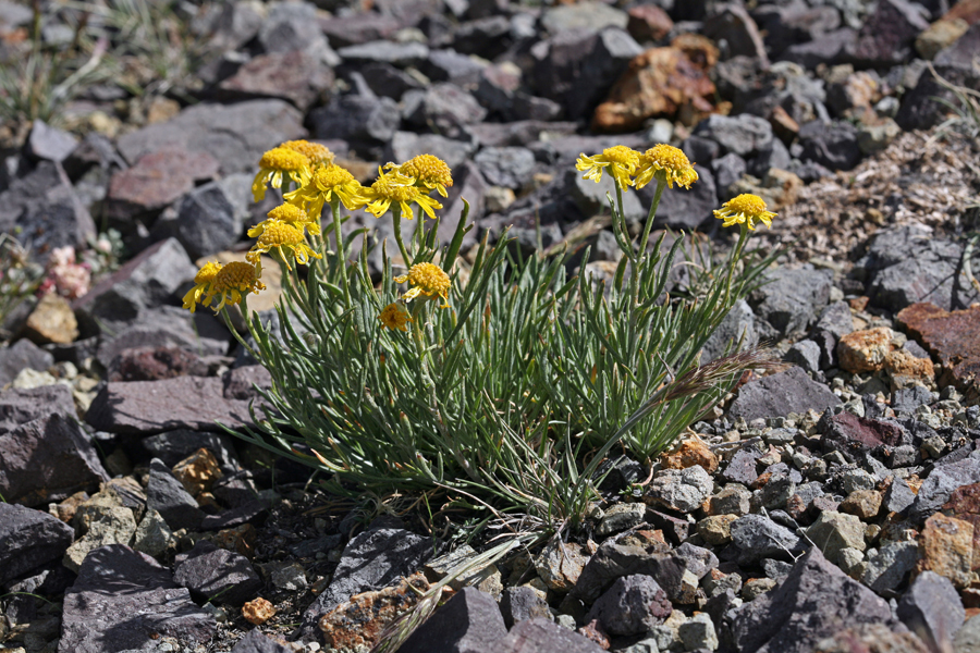 Image of Lemmon's rubberweed