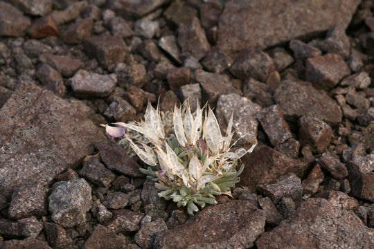 Plancia ëd Anelsonia eurycarpa (A. Gray) J. F. Macbr. & Payson