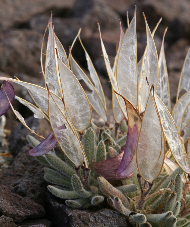 Anelsonia eurycarpa (A. Gray) J. F. Macbr. & Payson resmi