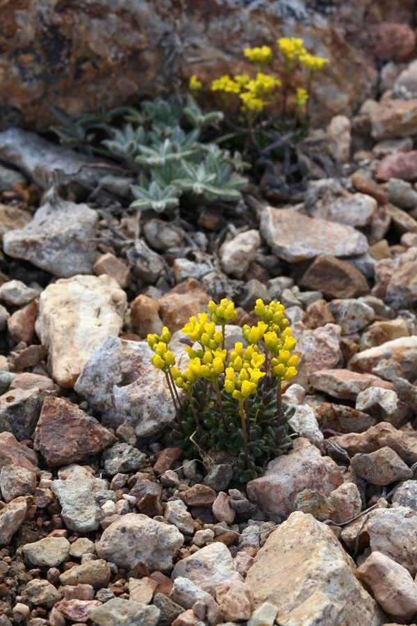 Image of sweetwater draba