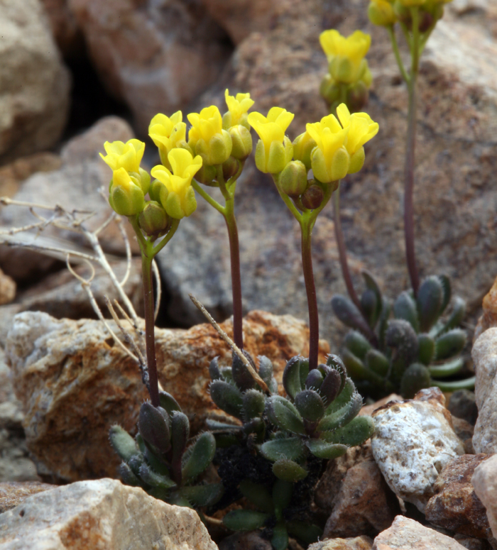 Image of sweetwater draba