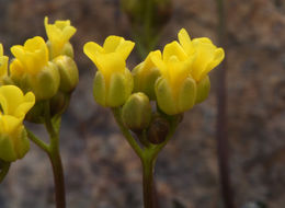 Image of sweetwater draba