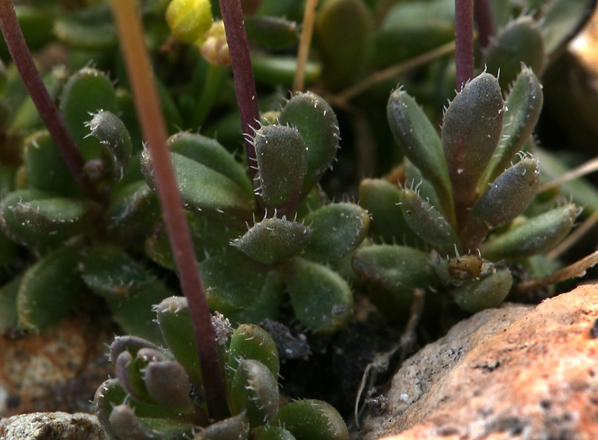 Image of sweetwater draba