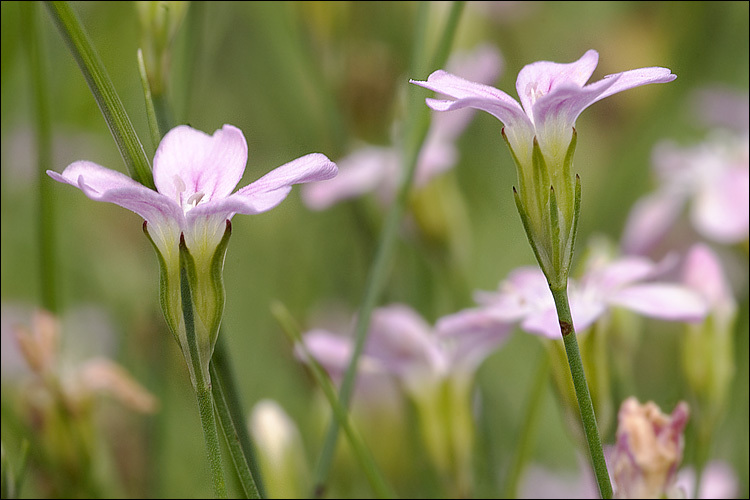 صورة Petrorhagia saxifraga (L.) Link