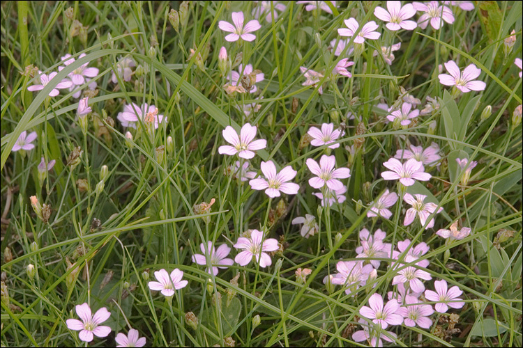 صورة Petrorhagia saxifraga (L.) Link