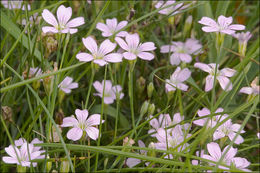 صورة Petrorhagia saxifraga (L.) Link