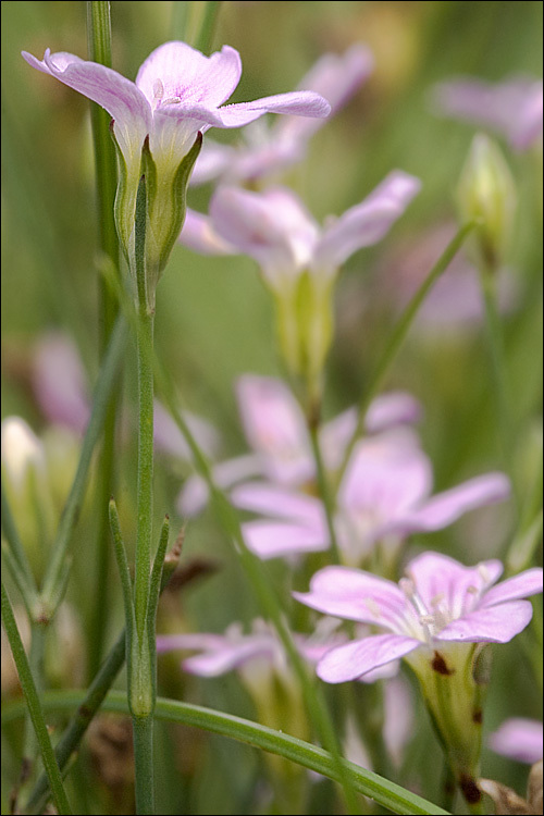 صورة Petrorhagia saxifraga (L.) Link