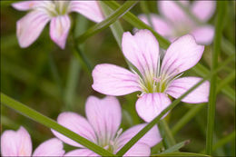 صورة Petrorhagia saxifraga (L.) Link