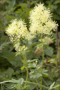 Image of common meadow-rue