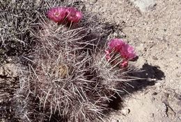 Image de Sclerocactus polyancistrus (Engelm. & J. M. Bigelow) Britton & Rose