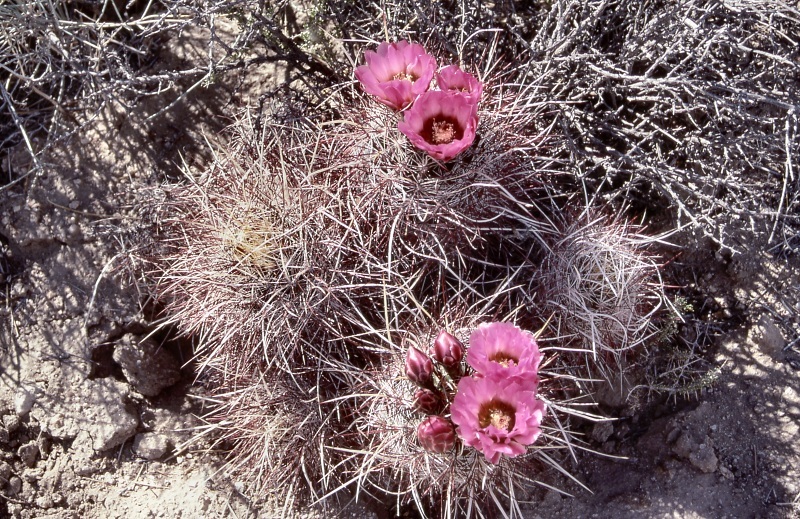 Image de Sclerocactus polyancistrus (Engelm. & J. M. Bigelow) Britton & Rose