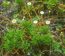 Plancia ëd Tetramolopium mitiaroense Lowrey, Whitkus & Sykes