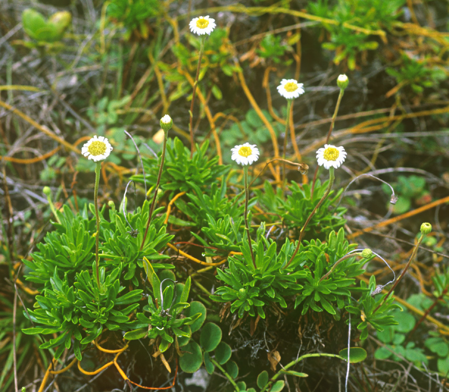 Image of Tetramolopium mitiaroense Lowrey, Whitkus & Sykes