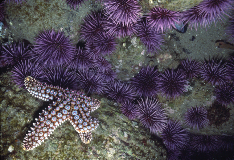 Image of Purple sea urchin