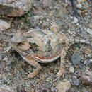 Image of Greater Short-horned Lizard