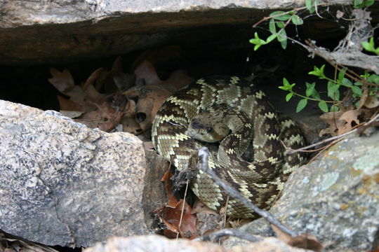 Image of Blacktail Rattlesnake